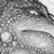 :icondragongirlzeta: