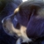 :icondragonheart524: