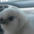 :icondragonrabbit88:
