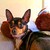 :icondragons-and-horses88:
