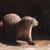 :icondragons-howling: