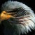 :icondragons8541: