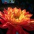 :icondragonsflyfire: