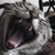 :icondragonsister22:
