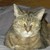 :icondragonslumber:
