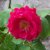 :icondragonstar04: