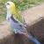 :icondraic85:
