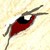 :icondraiga1: