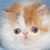 :icondrakasin:
