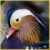 :iconDrake-Jake: