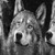 :icondraketufurry: