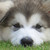 :icondrakiashsilverwing: