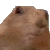 :icondramaprairiedogplz: