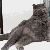 dramaticcat-plz :icondramaticcat-plz: