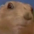 :icondramatichamsters:
