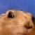 dramaticprariedogplz :icondramaticprariedogplz: