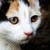 :icondranor44: