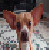 :icondrantini: