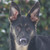 :icondrawnhorse: