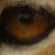 :icondrawtheanimalkingdom: