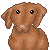 :icondream-vizsla: