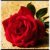 :icondream8-15: