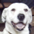 :icondreamai0:
