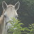 :icondreamcatcherstock:
