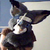 :icondreamcharms: