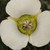 :icondreamer3: