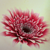 :icondreamgirl26: