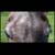 :iconDreamHorsePhoto: