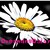 :icondreamingdaisy: