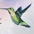 :icondreaminghummingbird: