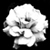 :icondreamingsilence: