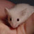 :icondreamingwhiskers: