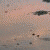 :icondreamlogic: