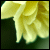 :icondreamphoto:
