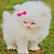 :icondreams-cat: