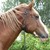 :icondreams8885: