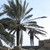 :icondreamsalone100: