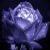:icondreamsangels: