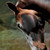 :icondreamsforfree: