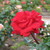 :icondreamsoftheworld42: