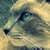 :icondreamspring:
