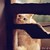 :icondreamstop: