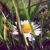 :icondreamsunplugged: