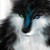 :icondreamwalker21:
