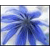 :icondreamwall: