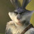 :icondreamworks-bunnymund: